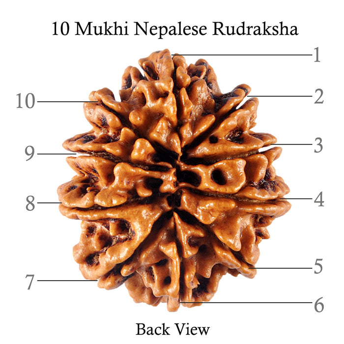10 Mukhi Nepalese Rudraksha - Bead No 137