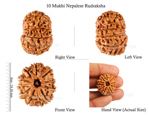 10 Mukhi Nepalese Rudraksha - Bead No 143