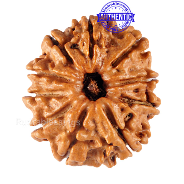 10 Mukhi Nepalese Rudraksha - Bead No 143