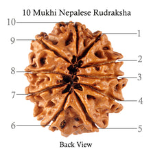Load image into Gallery viewer, 10 Mukhi Nepalese Rudraksha - Bead No 143
