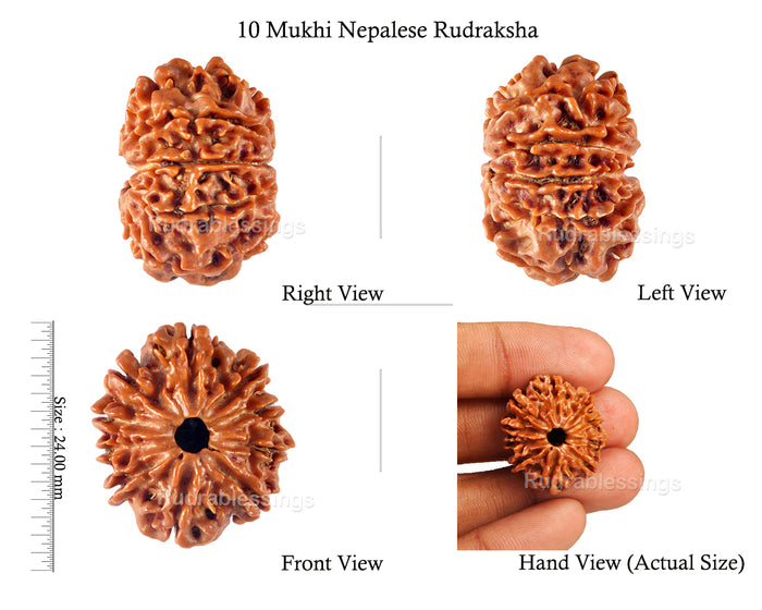 10 Mukhi Nepalese Rudraksha - Bead No 147