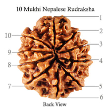 Load image into Gallery viewer, 10 Mukhi Nepalese Rudraksha - Bead No 158
