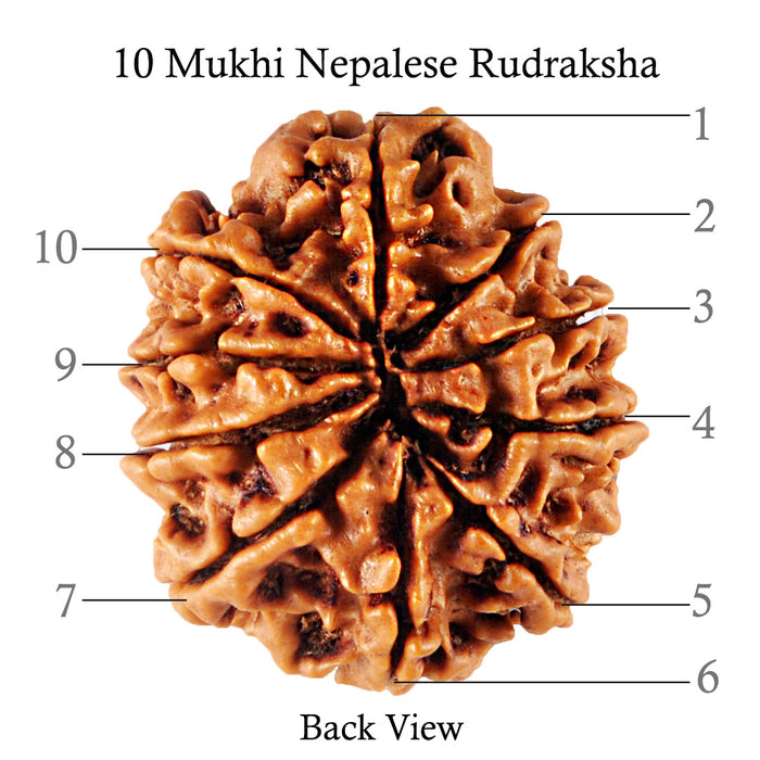 10 Mukhi Nepalese Rudraksha - Bead No 158
