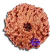 Load image into Gallery viewer, 10 Mukhi Rudraksha from Indonesia - Bead No. 26
