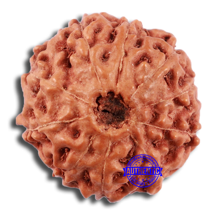 10 Mukhi Rudraksha from Indonesia - Bead No. 26