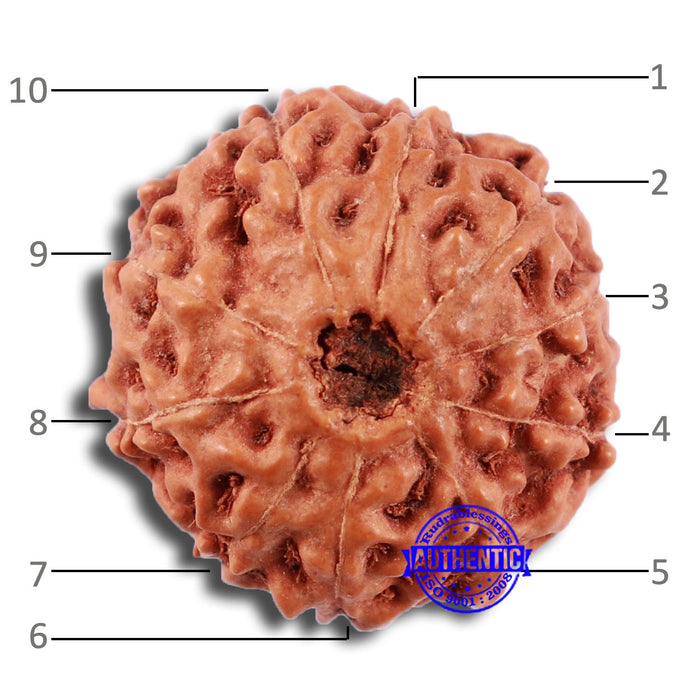 10 Mukhi Rudraksha from Indonesia - Bead No. 26