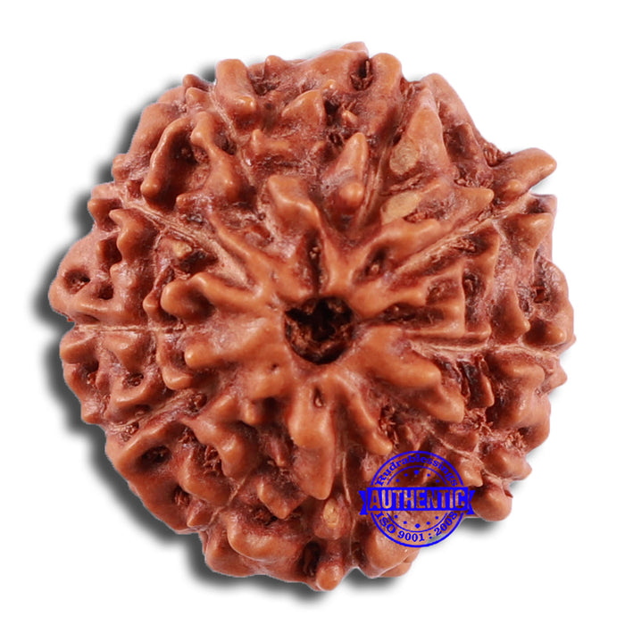 10 Mukhi Rudraksha from Indonesia - Bead No. 26