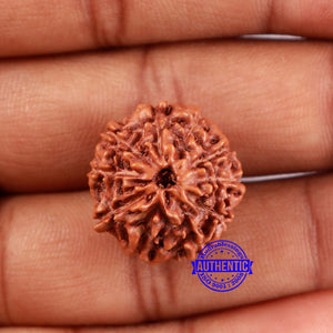 10 Mukhi Rudraksha from Indonesia - Bead No. 26