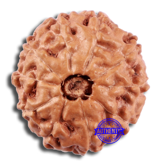10 Mukhi Rudraksha from Indonesia - Bead No. 27