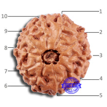 Load image into Gallery viewer, 10 Mukhi Rudraksha from Indonesia - Bead No. 27
