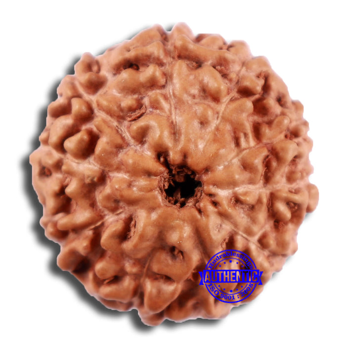 10 Mukhi Rudraksha from Indonesia - Bead No. 27