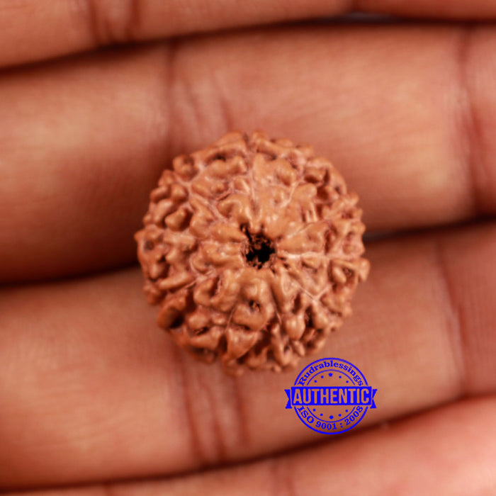 10 Mukhi Rudraksha from Indonesia - Bead No. 27