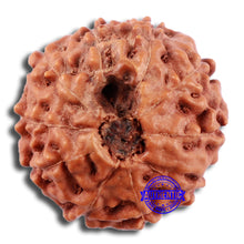 Load image into Gallery viewer, 10 Mukhi Rudraksha from Indonesia - Bead No. 28
