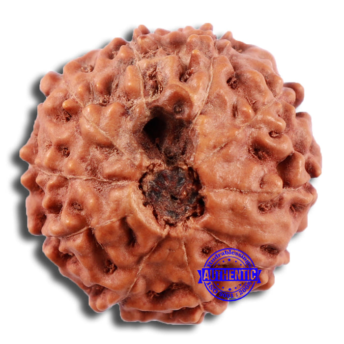 10 Mukhi Rudraksha from Indonesia - Bead No. 28