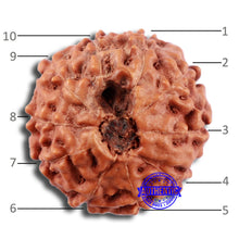 Load image into Gallery viewer, 10 Mukhi Rudraksha from Indonesia - Bead No. 28
