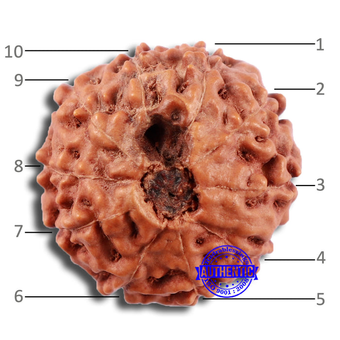 10 Mukhi Rudraksha from Indonesia - Bead No. 28