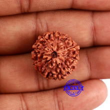Load image into Gallery viewer, 10 Mukhi Rudraksha from Indonesia - Bead No. 28
