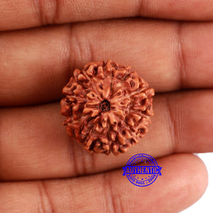 10 Mukhi Rudraksha from Indonesia - Bead No. 28