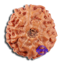 Load image into Gallery viewer, 10 Mukhi Rudraksha from Indonesia - Bead No. 29A
