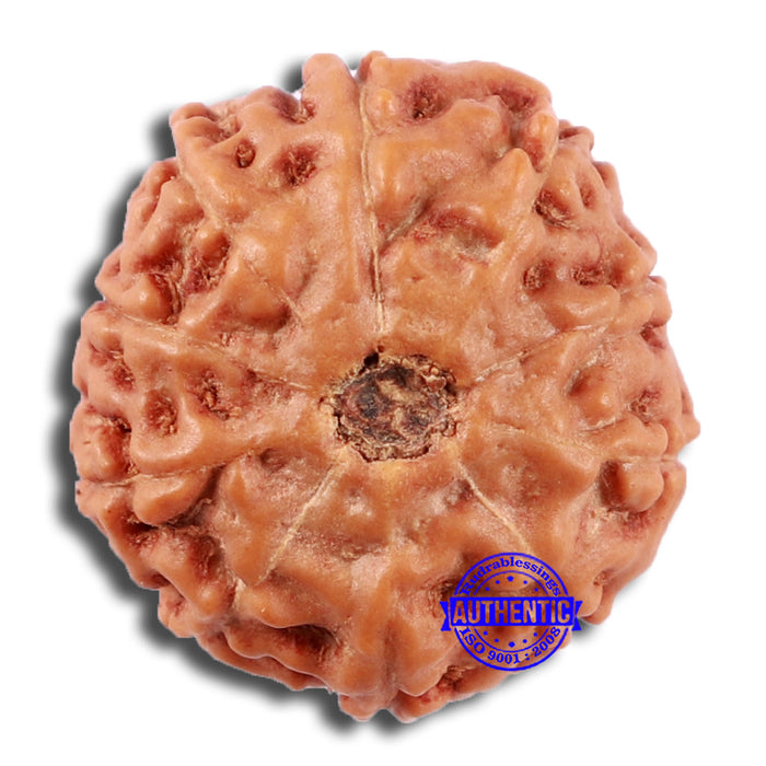 10 Mukhi Rudraksha from Indonesia - Bead No. 29A