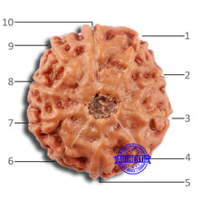 Load image into Gallery viewer, 10 Mukhi Rudraksha from Indonesia - Bead No. 29A
