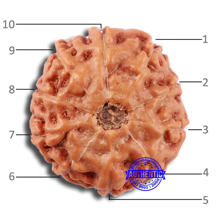 10 Mukhi Rudraksha from Indonesia - Bead No. 29A