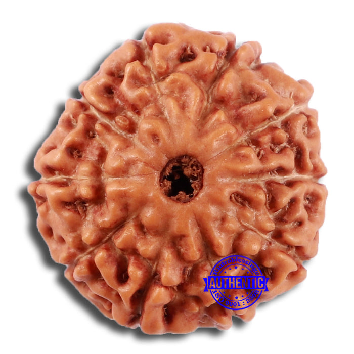 10 Mukhi Rudraksha from Indonesia - Bead No. 29A