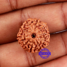 Load image into Gallery viewer, 10 Mukhi Rudraksha from Indonesia - Bead No. 29A
