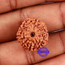 Load image into Gallery viewer, 10 Mukhi Rudraksha from Indonesia - Bead No. 29
