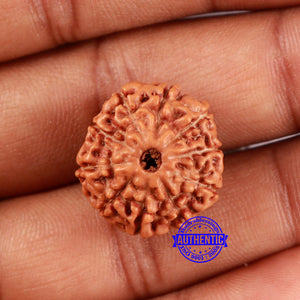 10 Mukhi Rudraksha from Indonesia - Bead No. 29