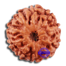 Load image into Gallery viewer, 10 Mukhi Rudraksha from Indonesia - Bead No. 30
