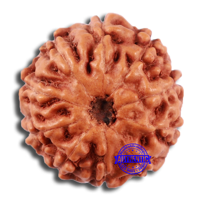 10 Mukhi Rudraksha from Indonesia - Bead No. 30