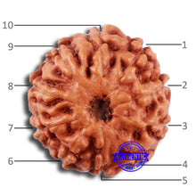 Load image into Gallery viewer, 10 Mukhi Rudraksha from Indonesia - Bead No. 30
