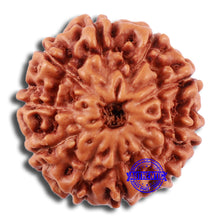 Load image into Gallery viewer, 10 Mukhi Rudraksha from Indonesia - Bead No. 30
