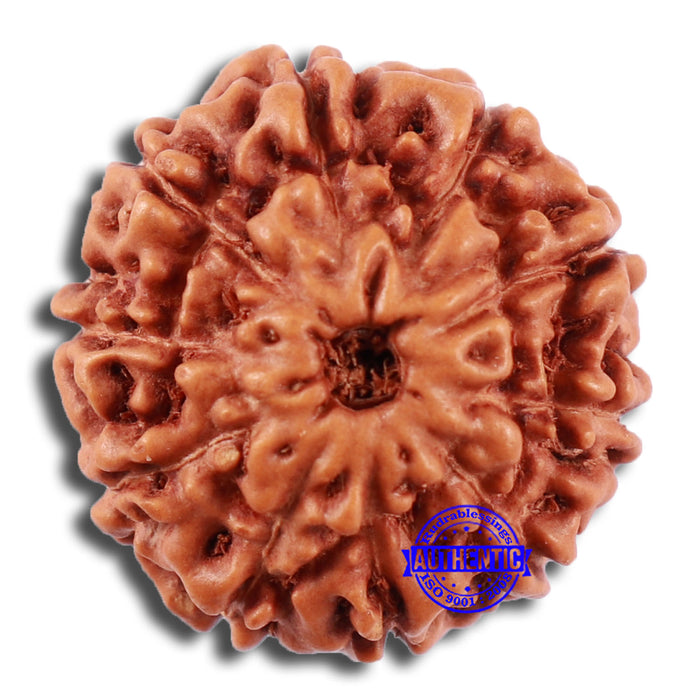 10 Mukhi Rudraksha from Indonesia - Bead No. 30