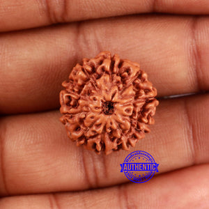 10 Mukhi Rudraksha from Indonesia - Bead No. 30