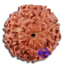 Load image into Gallery viewer, 10 Mukhi Rudraksha from Indonesia - Bead No. 31
