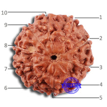Load image into Gallery viewer, 10 Mukhi Rudraksha from Indonesia - Bead No. 31
