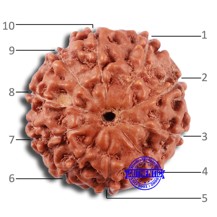 10 Mukhi Rudraksha from Indonesia - Bead No. 31