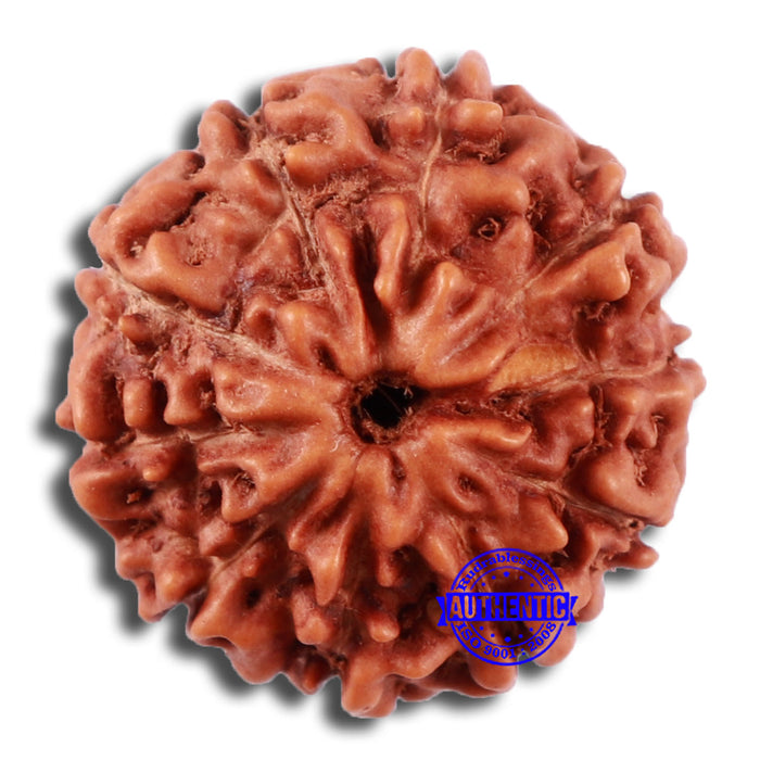 10 Mukhi Rudraksha from Indonesia - Bead No. 31