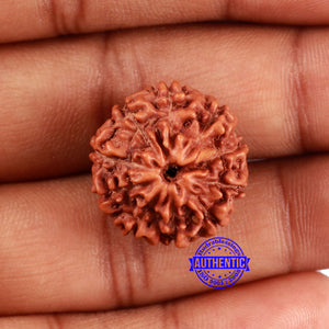 10 Mukhi Rudraksha from Indonesia - Bead No. 31