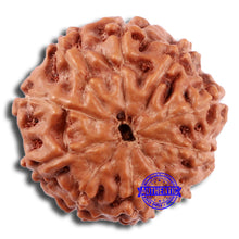 Load image into Gallery viewer, 10 Mukhi Rudraksha from Indonesia - Bead No. 32
