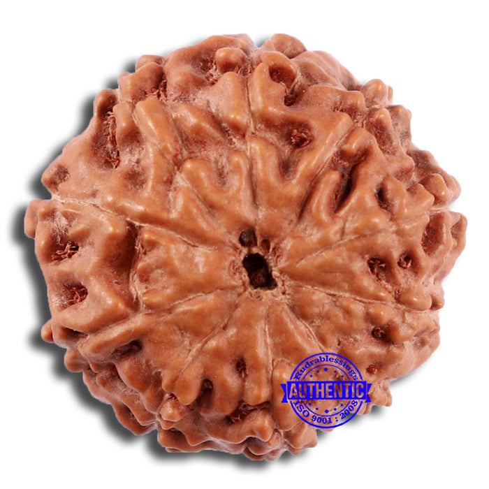 10 Mukhi Rudraksha from Indonesia - Bead No. 32