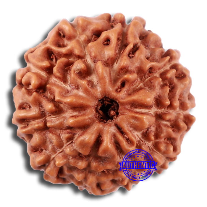 10 Mukhi Rudraksha from Indonesia - Bead No. 32