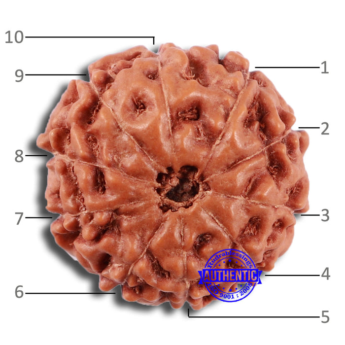 10 Mukhi Rudraksha from Indonesia - Bead No. 33