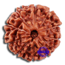 Load image into Gallery viewer, 10 Mukhi Rudraksha from Indonesia - Bead No. 33
