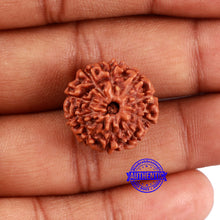 Load image into Gallery viewer, 10 Mukhi Rudraksha from Indonesia - Bead No. 33
