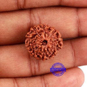 10 Mukhi Rudraksha from Indonesia - Bead No. 33