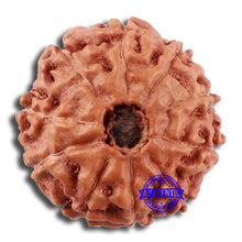 Load image into Gallery viewer, 10 Mukhi Rudraksha from Indonesia - Bead No. 34
