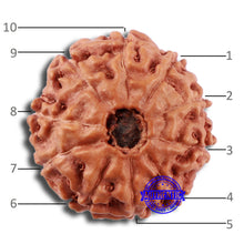 Load image into Gallery viewer, 10 Mukhi Rudraksha from Indonesia - Bead No. 34
